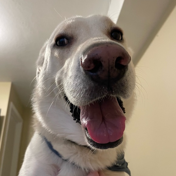 Meet your Posher, Paige - Picture 1 of 1